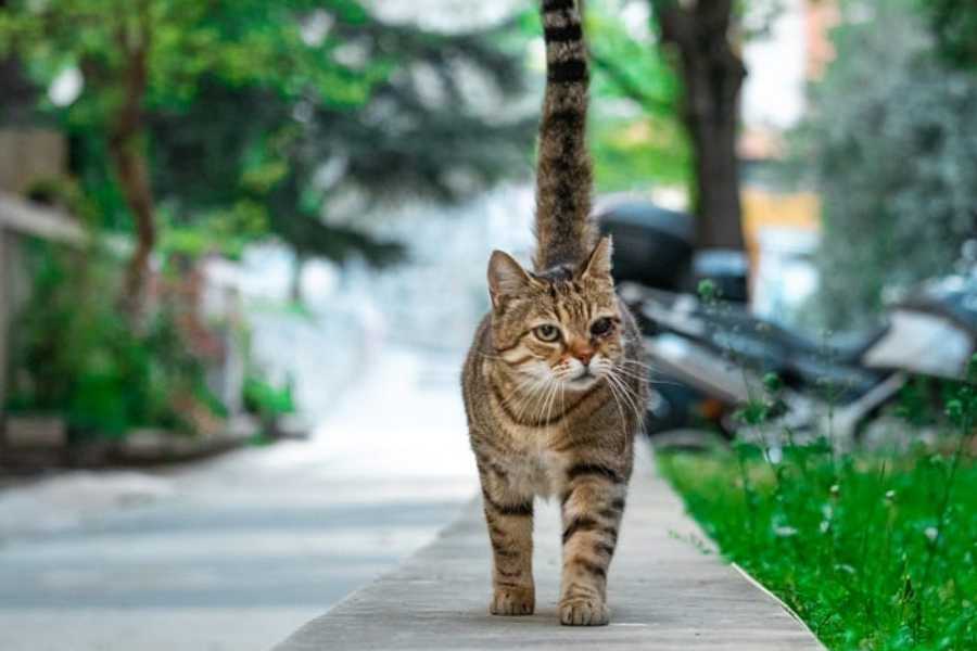 Why Some Cats Have Long Tails