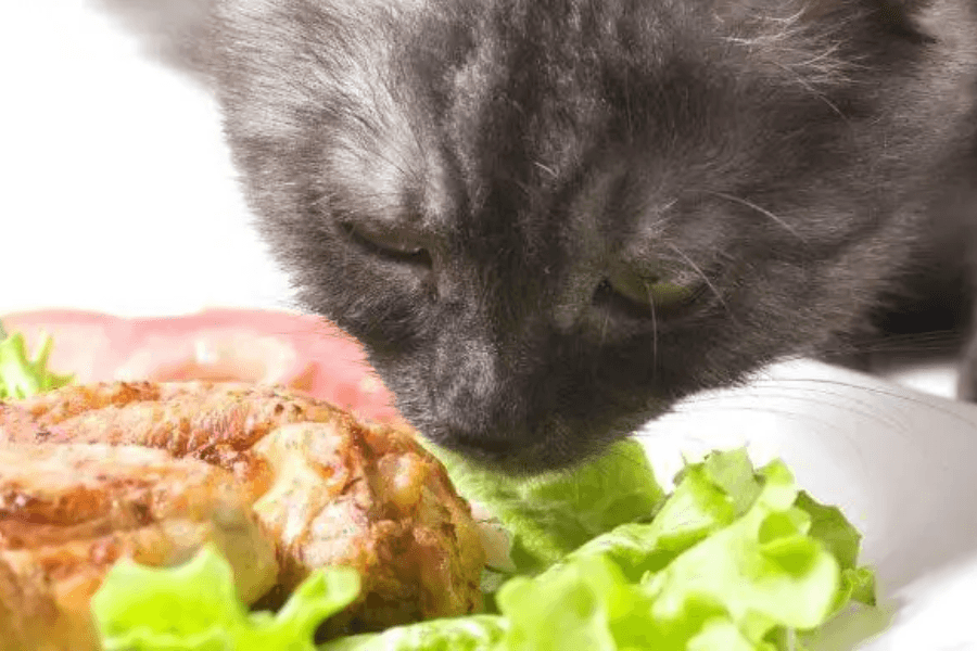 Cat Eating Cooked Chicken