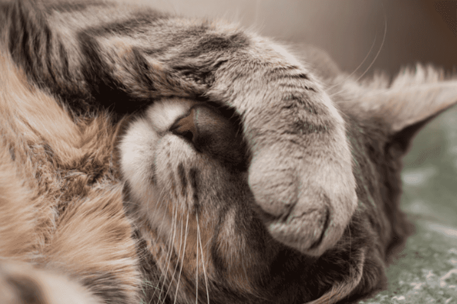 Additional Signs of Illness in Cats