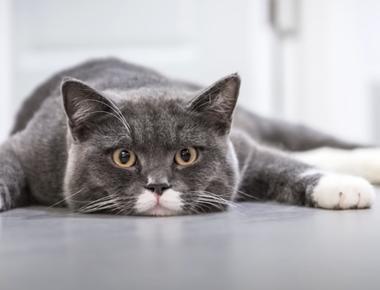 Is Cat Vomiting an Emergency? Understanding and Addressing Cat Vomiting