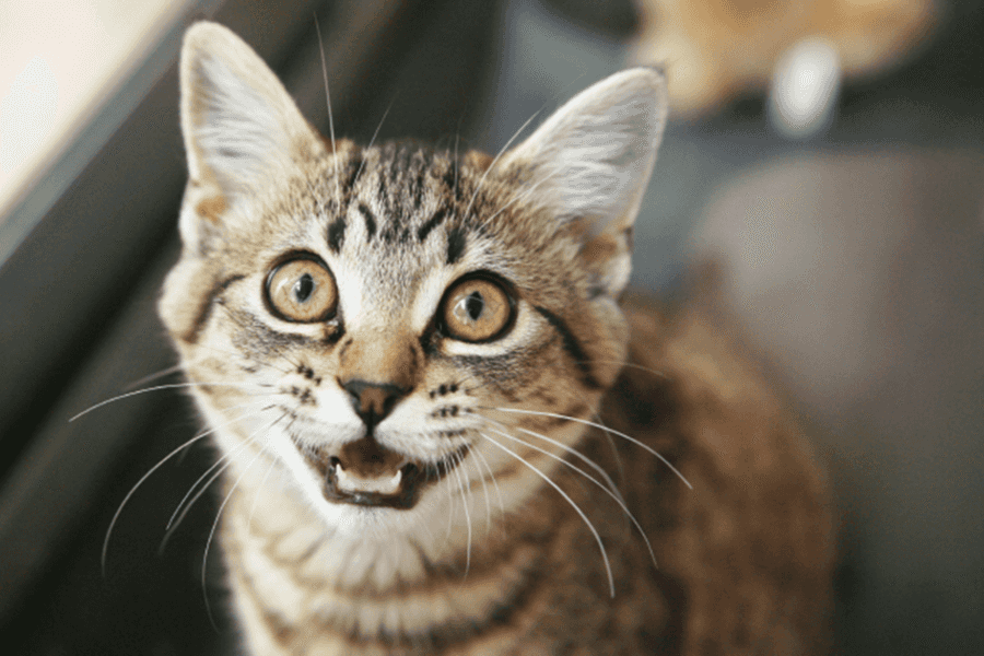 Why Some Cats Over Vocalize