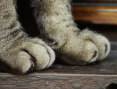 Can You Get Cats Declawed? You Need To Know