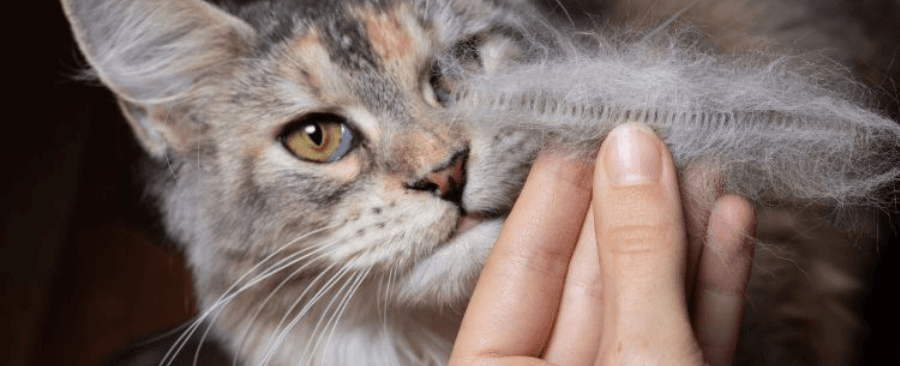 How to Deal with Cat Shedding? 5 Ways to Stop Your Cat From Shredding