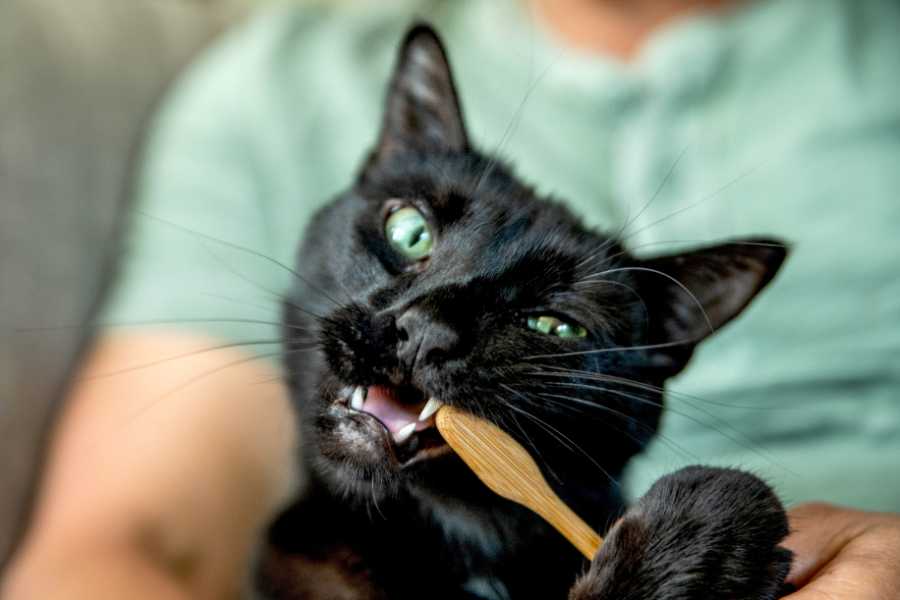 Dental health in cats