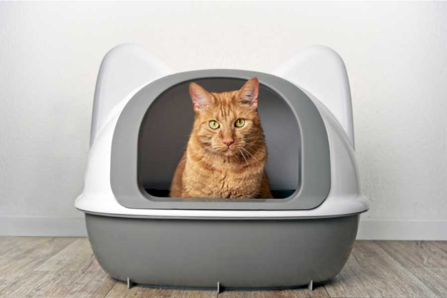 Types of Cat Litter Boxes