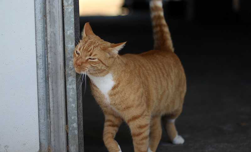 Barn Cats