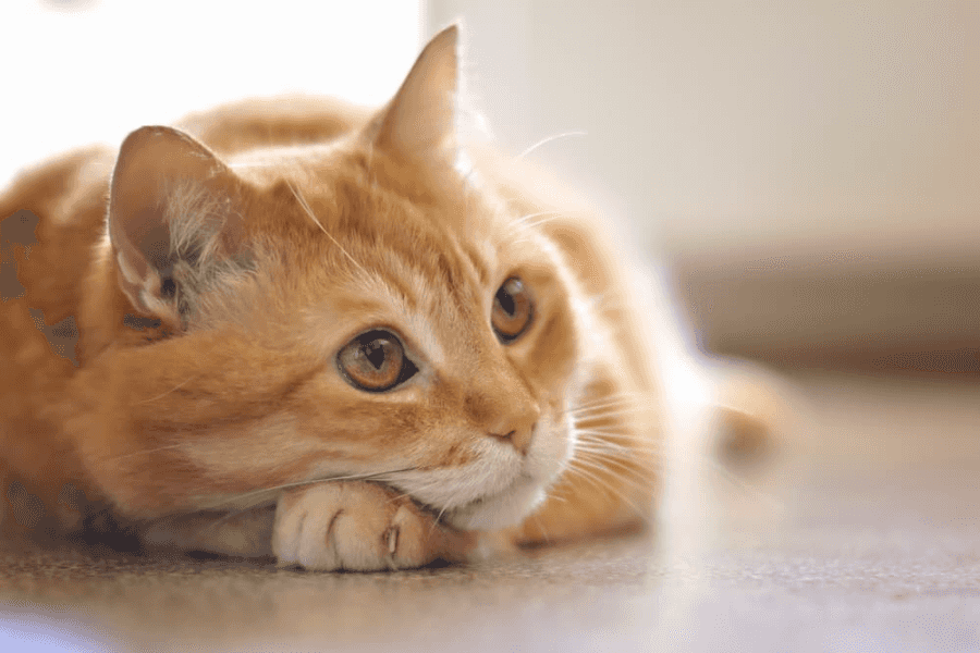 Treating Feline Leukemia Virus