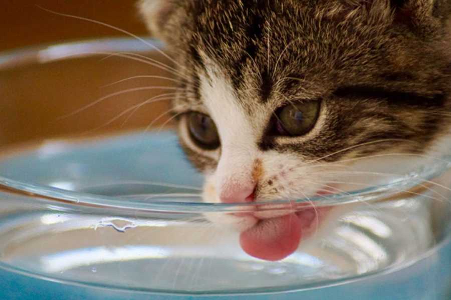 Switch Out Your Cat Water Bowl