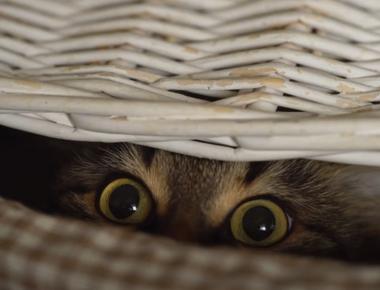 Why Cat Can See in the Dark? The Secret Of Feline Night Vision