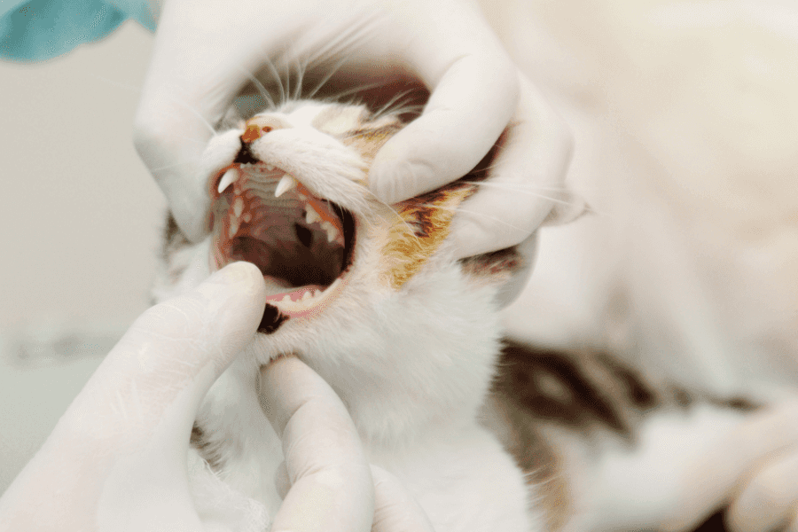 Cat getting dental exam