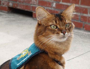 Why Can't Cats Be Service Animals? The Answer You Need To Know