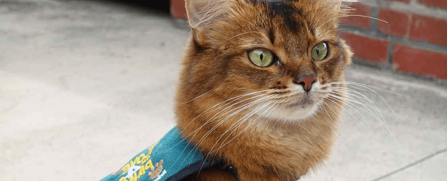 Why Can't Cats Be Service Animals? The Answer You Need To Know