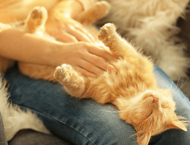 Do Cats Like Belly Rubs? Answer May Surprise You 🐱