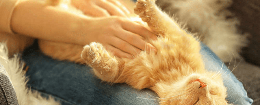 Do Cats Like Belly Rubs? Answer May Surprise You 🐱