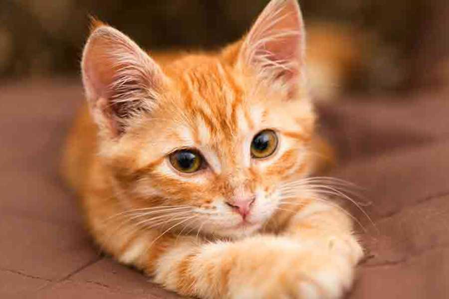 Characteristics of Male Cats