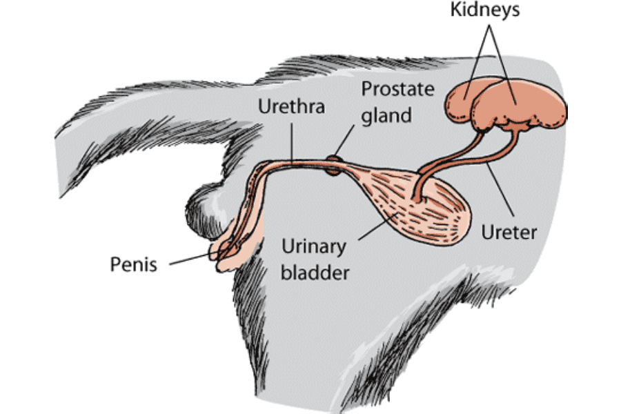 Cat bladder anatomy