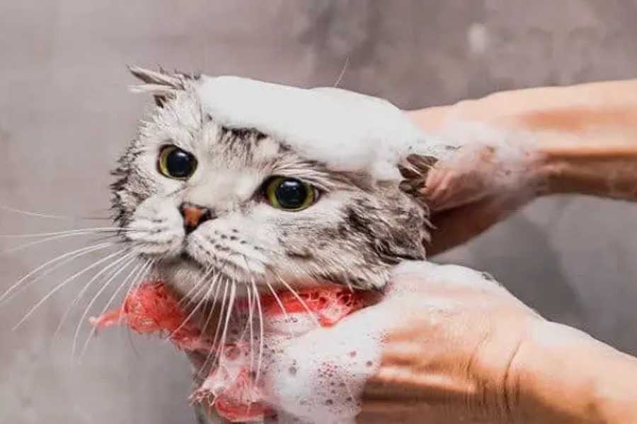 Why Human Shampoo Can Be Harmful to Cats