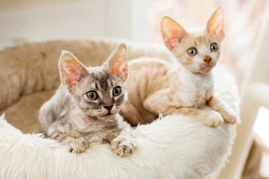 Male vs. Female Cats: What About Both?