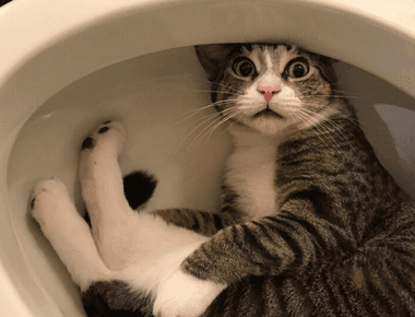 Can You Put Cat Litter Down the Toilet? 🚽🐱