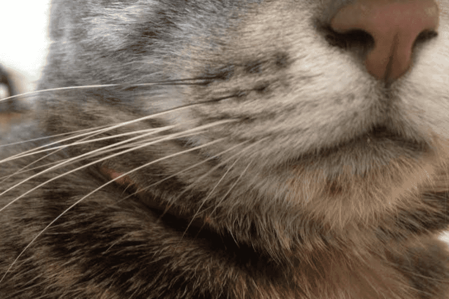 Prevention and Treatment of Feline Acne