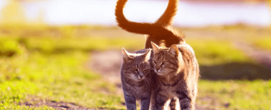 What Does It Mean When Cats Wag Their Tails?