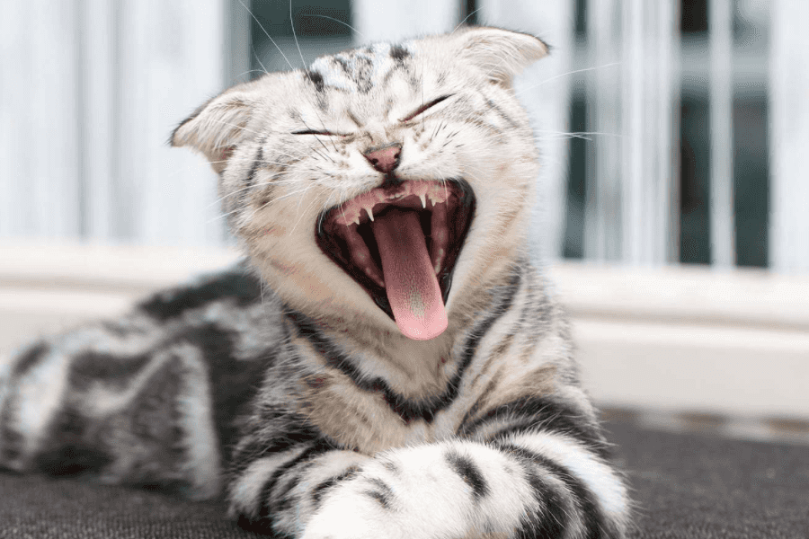 Cat Yawning