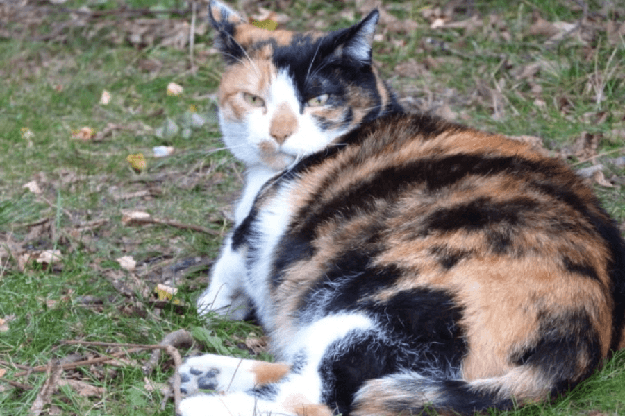 pregnant cat laying down