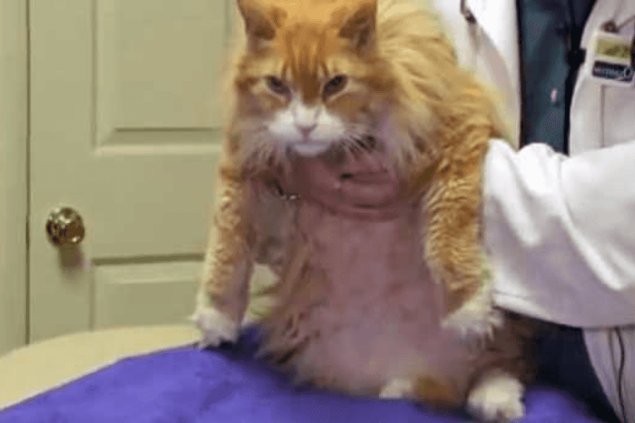 vet exam cat