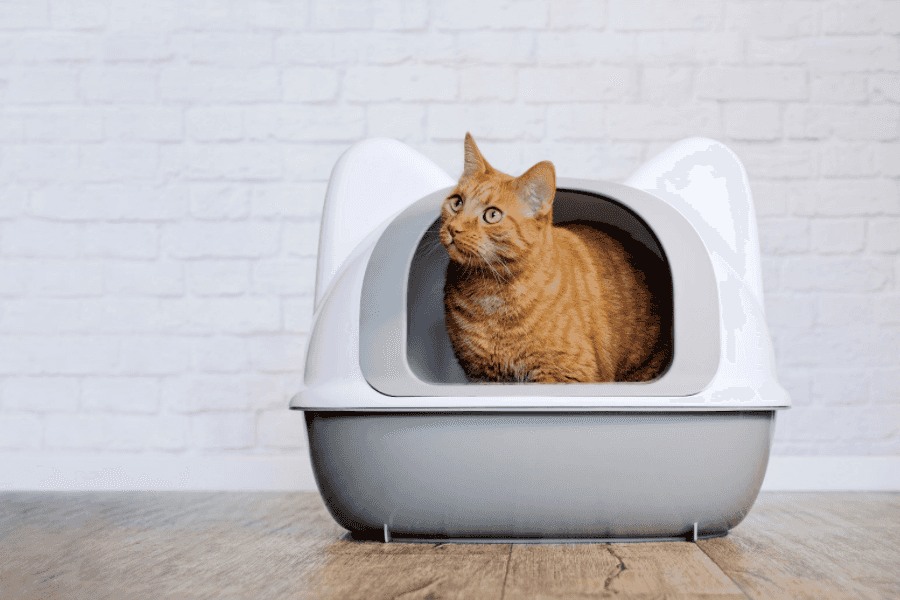 Symptoms of Constipation in Cats