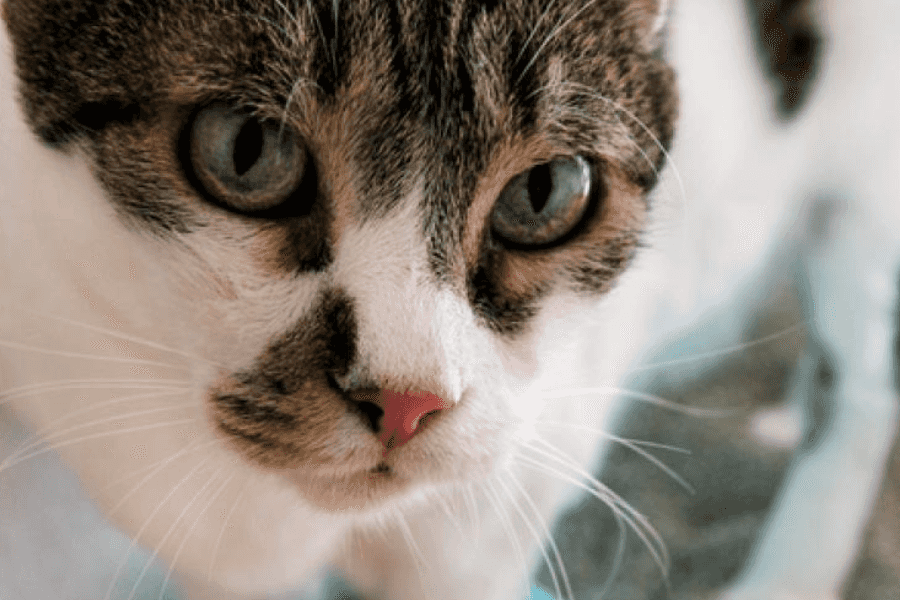 Ammonia in Cat Urine