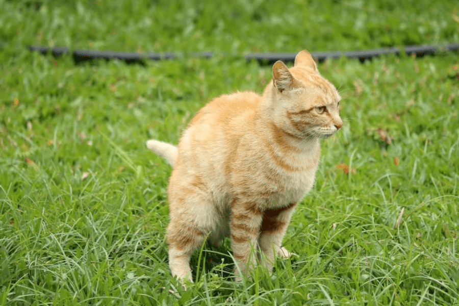 Choosing the Best Cat Litter for Composting