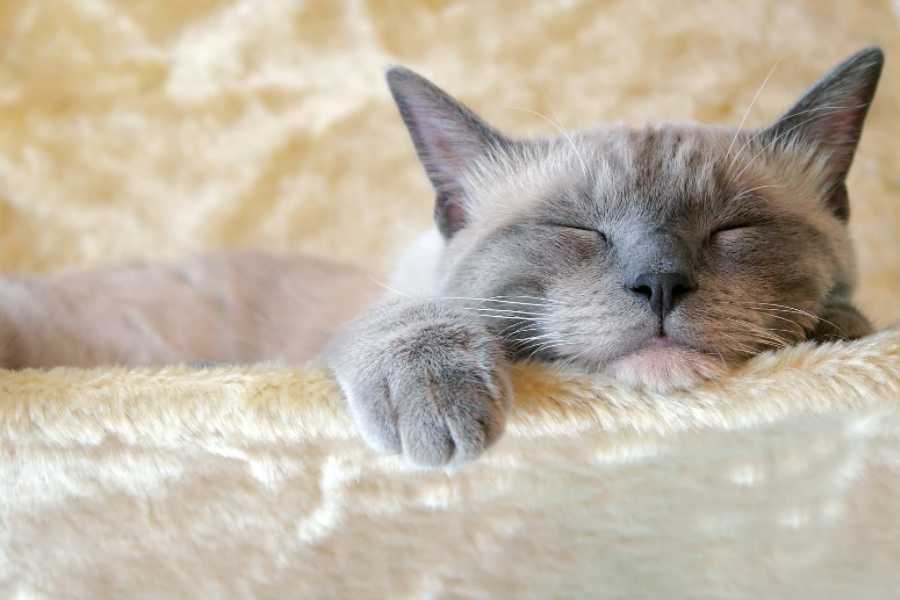 When to Worry About Your Cat's Sleep Patterns