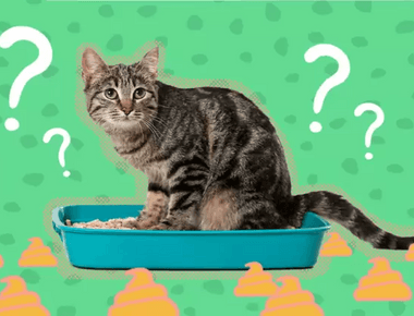 Why Cat Won't Poop in Litter Box? 🕵️‍♀️