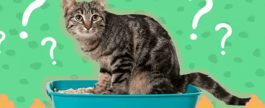 Why Cat Won't Poop in Litter Box? 🕵️‍♀️