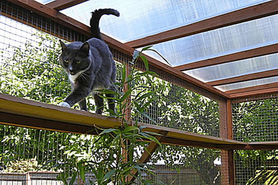 Cat in catio