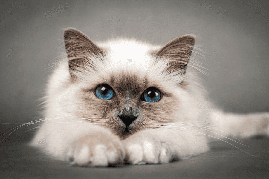 Birman