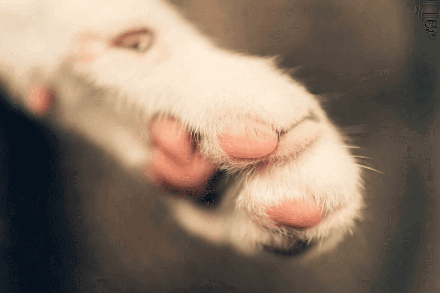 when might declawing be ok