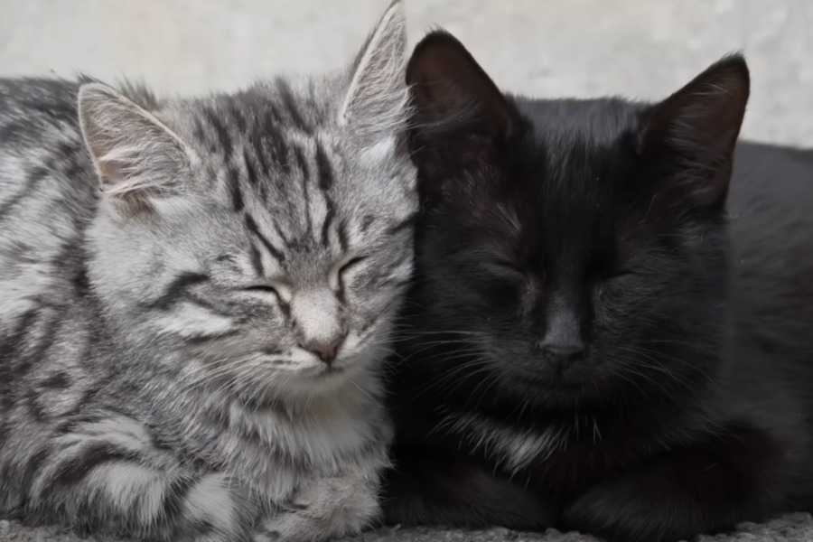 Why Do Cats Prefer to Sleep on Your Head