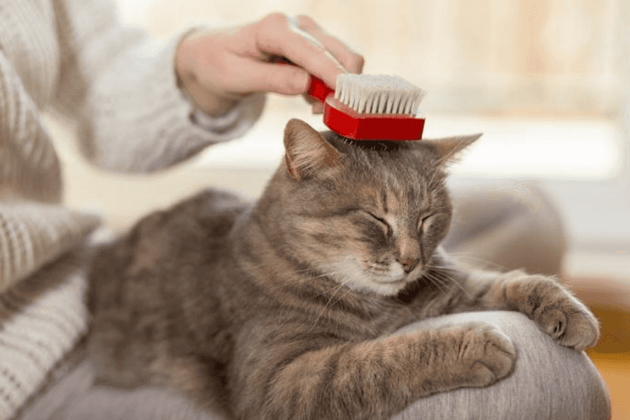 How Often Should You Brush a Short-Haired Cat?