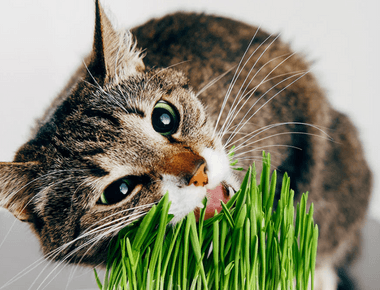 Is Cat Grass Safe for Cats?