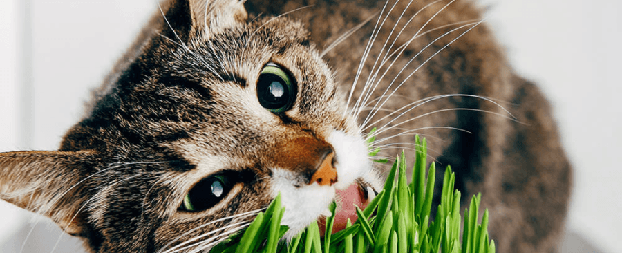 Is Cat Grass Safe for Cats?