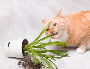 How to Prevent Cats From Eating Plants (7 Methods)