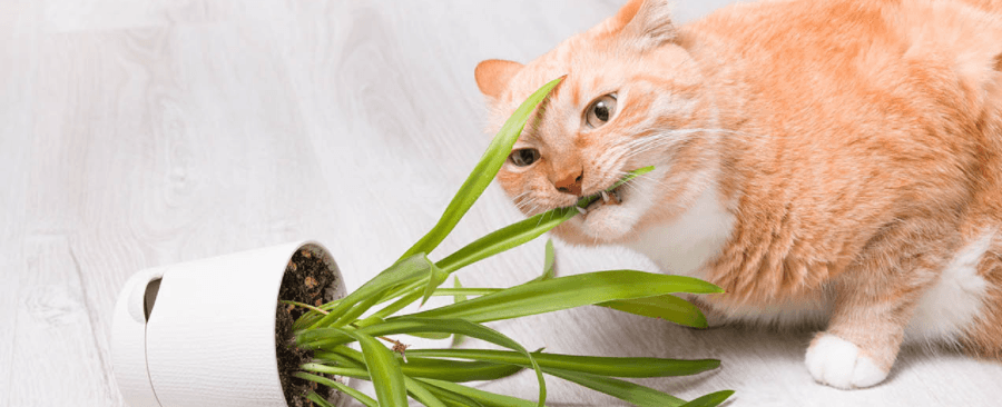 How to Prevent Cats From Eating Plants (7 Methods)