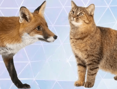 Can A Cat And A Fox Breed? Exploring The Reality 🦊🐱