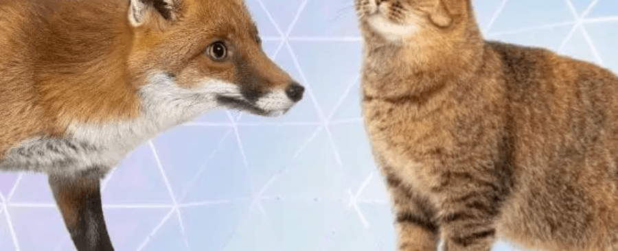 Can A Cat And A Fox Breed? Exploring The Reality 🦊🐱