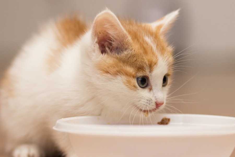 When Should I Switch My Cat to Eating Wet Food?