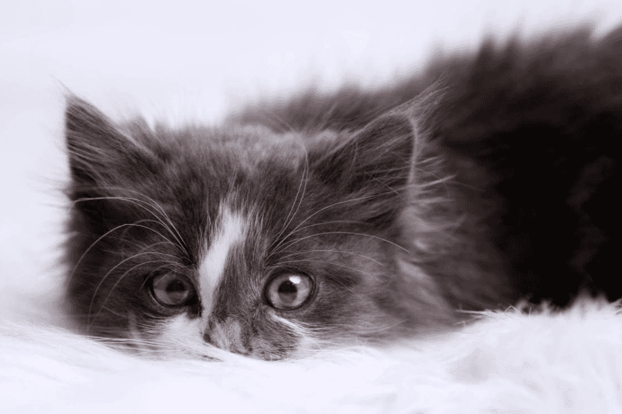 Diagnosing Chronic Diarrhea in Cats