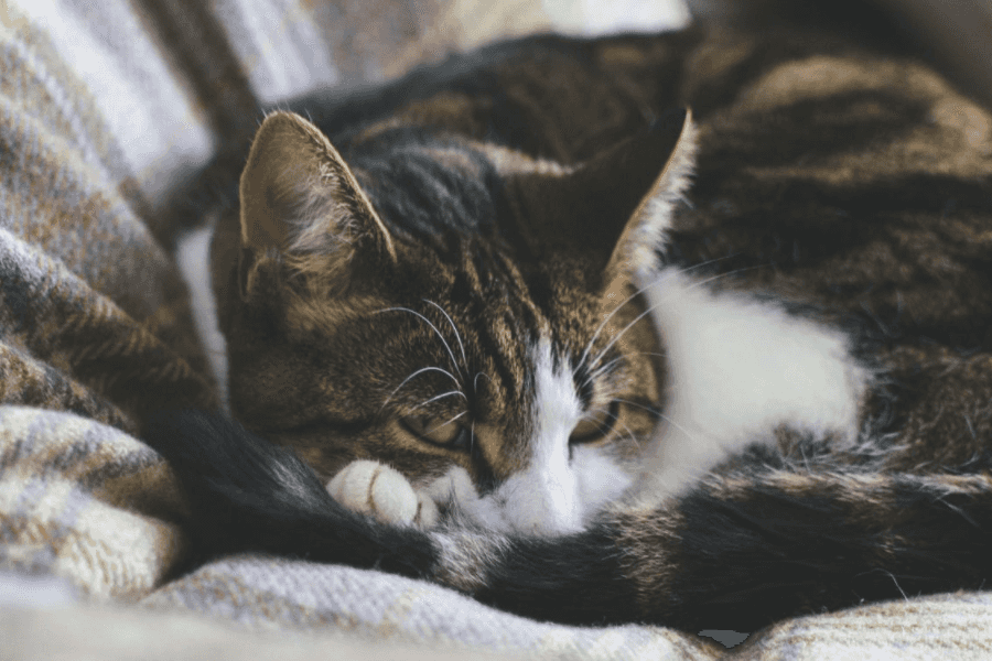 Common Natural Death Causes in Cats 
