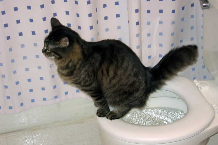 How Many Times a Day Should Cats Pee