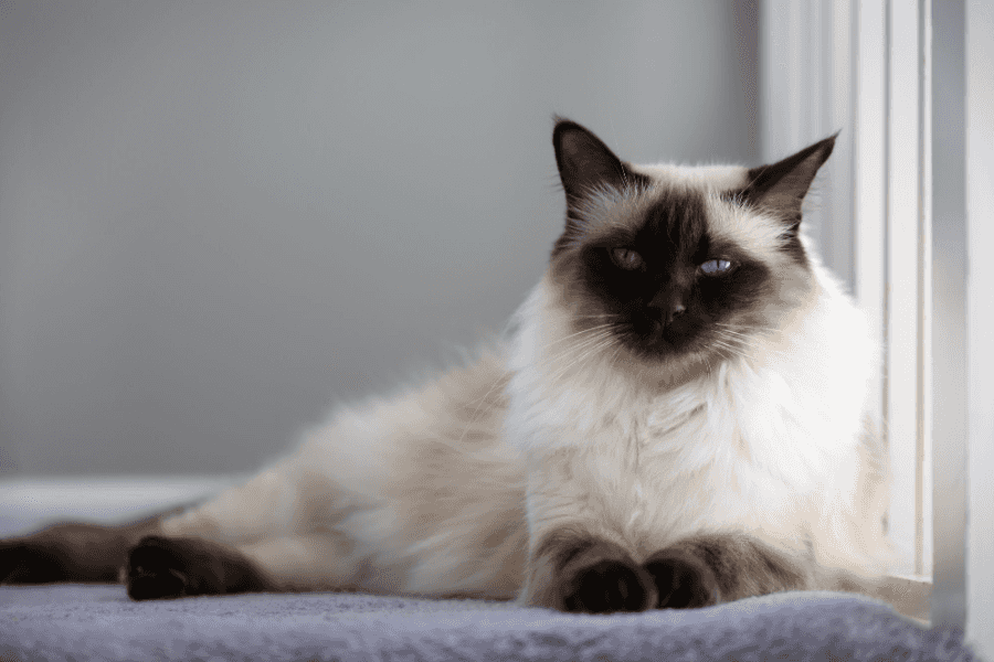 Balinese Cat